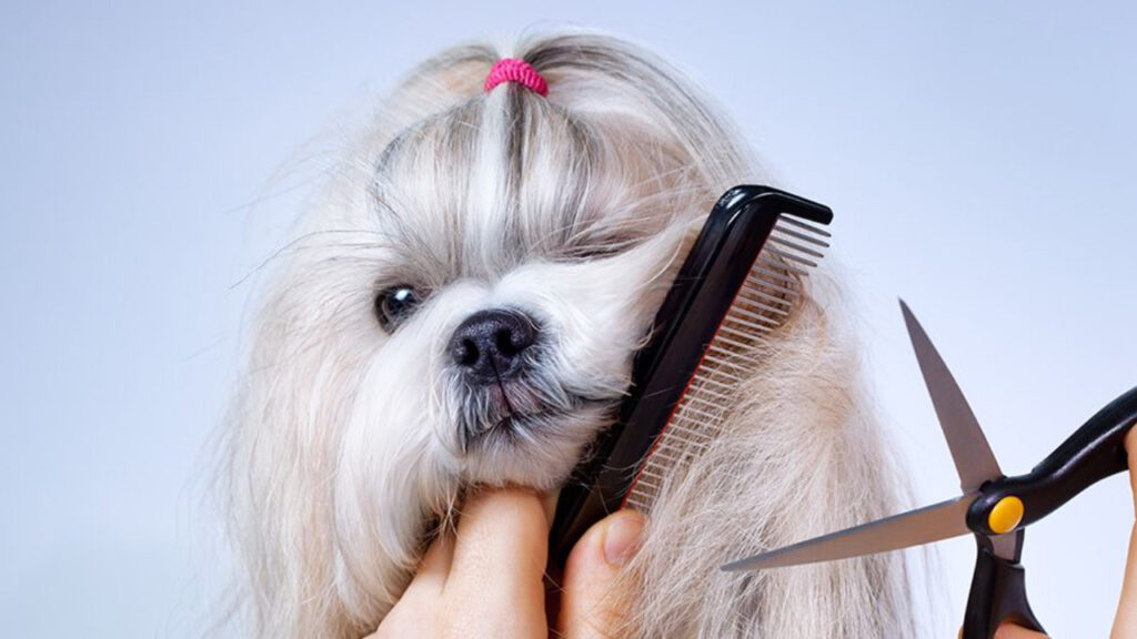 dog hair styling