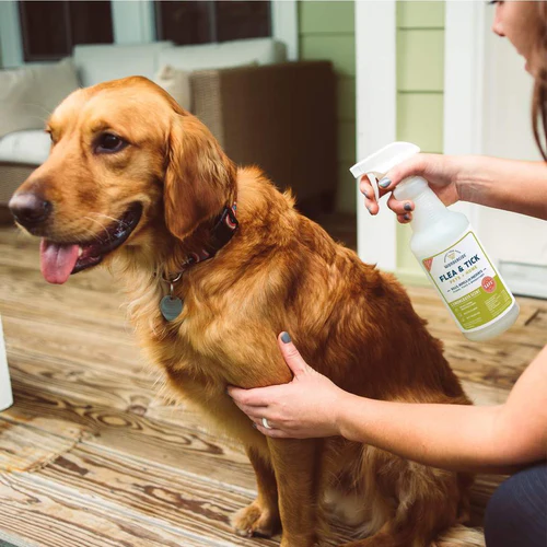Full Grooming Packages