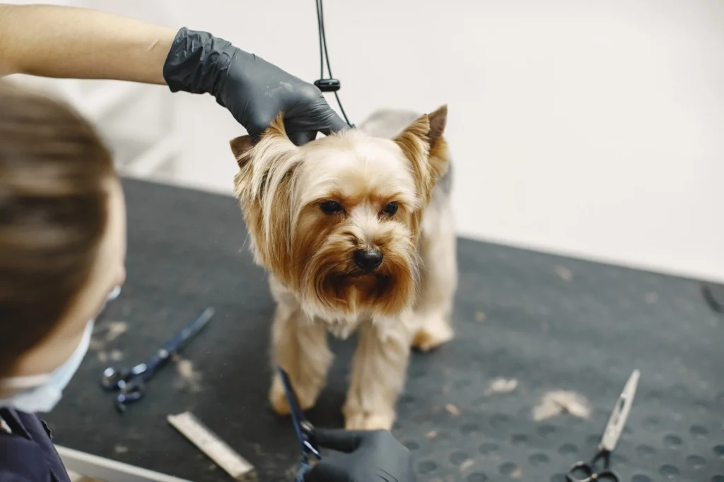 Pet grooming Services