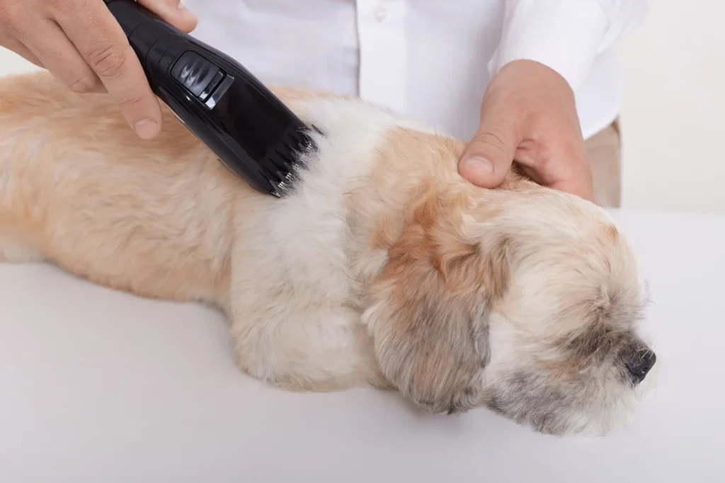 Pet grooming Services