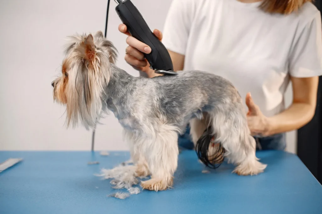 Pet grooming Services