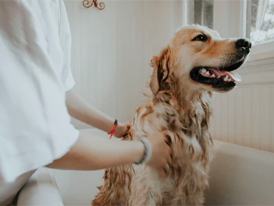 dog and groom dog and groom