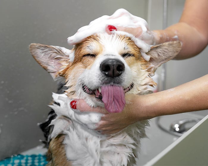 dog and groom