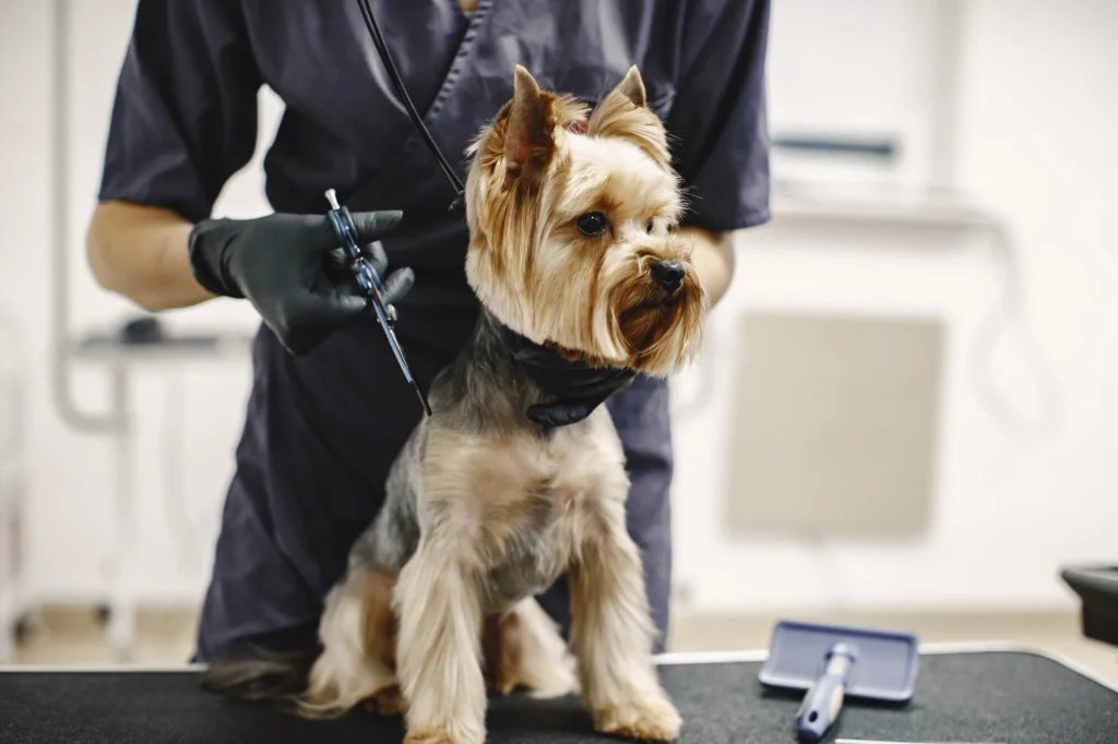 Pet grooming Services