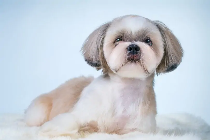 dog hair styling