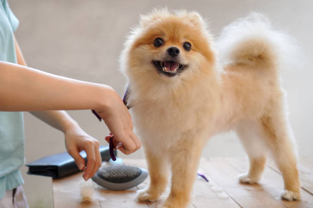 dog and groom