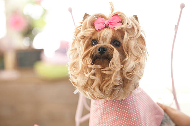 dog hair styling