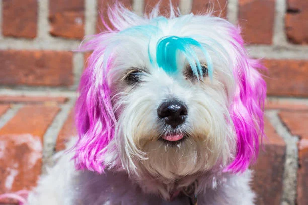 dog hair styling