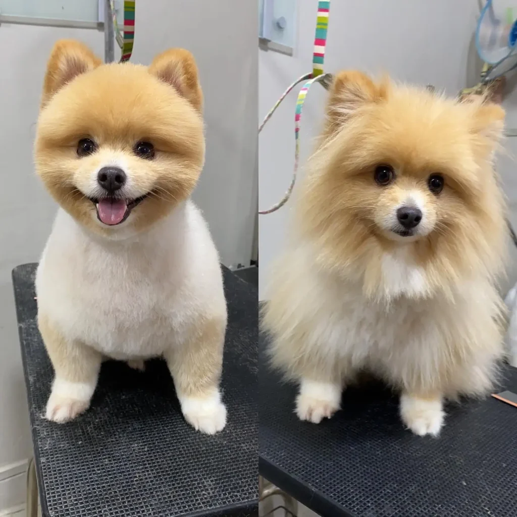 Full Grooming Packages
