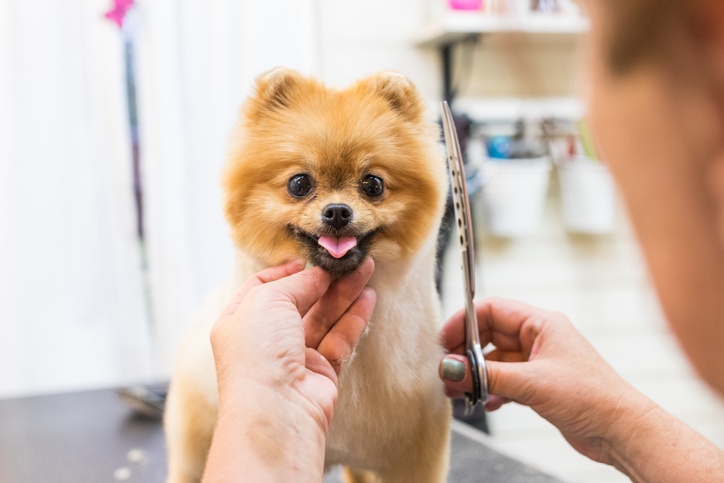 dog and groom
