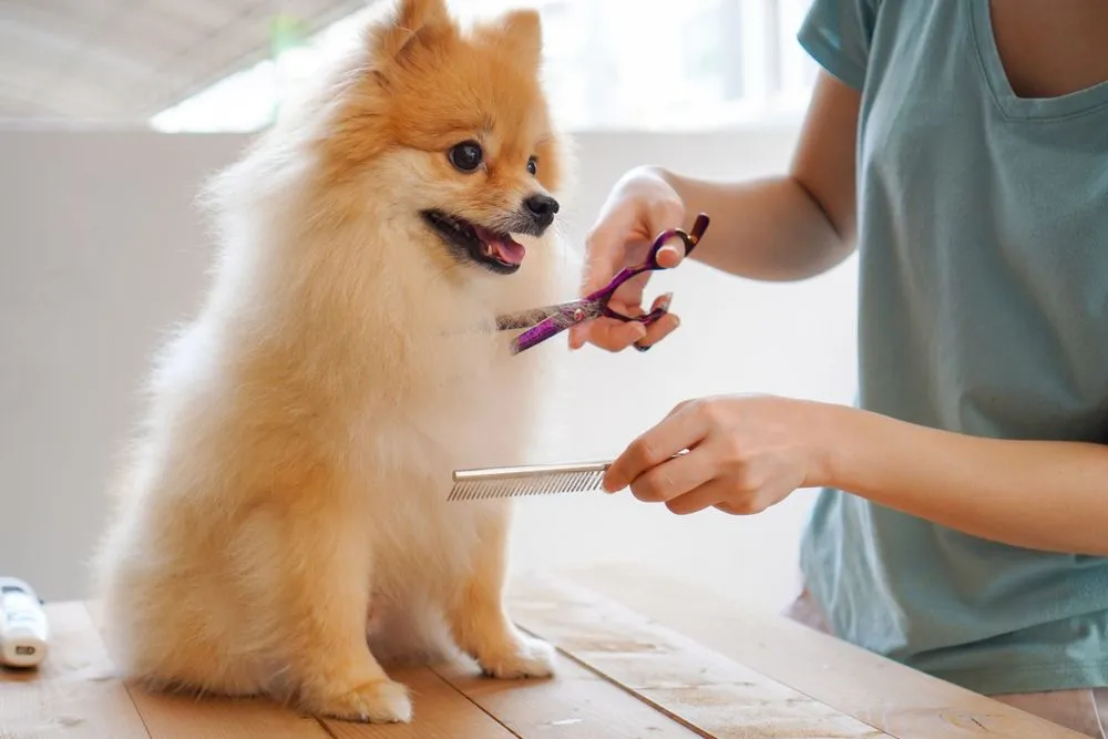Full Grooming Packages