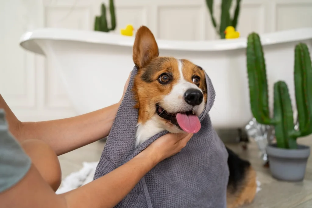 Pet grooming service