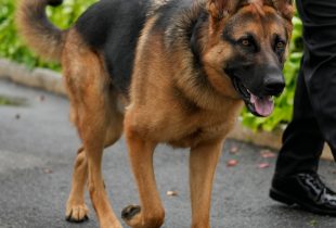 05DOG-AGGRESSION-qhgl-mediumSquareAt3X 05DOG-AGGRESSION-qhgl-mediumSquareAt3X