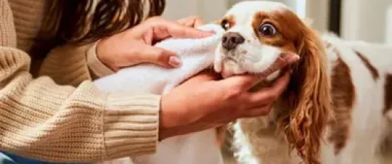 Full Grooming Packages Full Grooming Packages