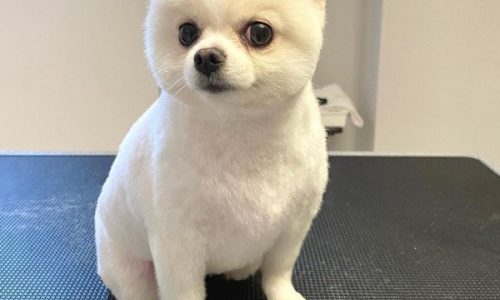 dog hair styling dog hair styling