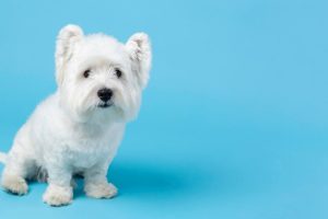 adorable-white-little-puppy-isolated-blue_23-2148985902 adorable-white-little-puppy-isolated-blue_23-2148985902