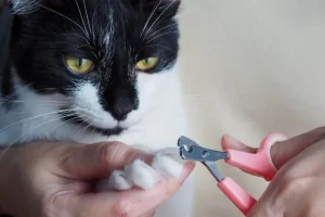 cutting-cat-nails-min-960×540 cutting-cat-nails-min-960x540