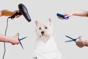 dog-grooming-tools-for-beginners-cover dog-grooming-tools-for-beginners-cover