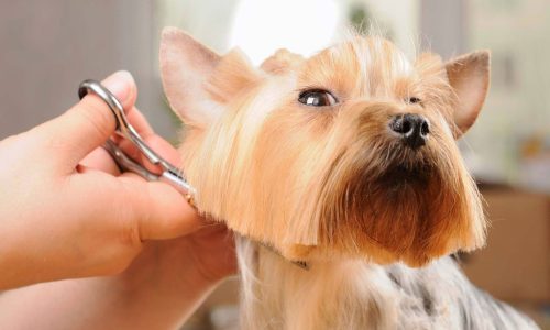 Full grooming Full grooming