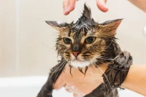 how to give a cat a bath Canva 600 how to give a cat a bath Canva 600