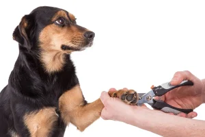 importance-of-trimming-dog-nails-1685007776626_1200x importance-of-trimming-dog-nails-1685007776626_1200x