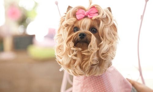 dog hair styling dog hair styling