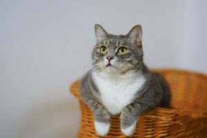 pexels-photo-1543793-1543793 Adorable European Shorthair cat sitting in a basket, looking curious and calm.