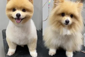 Full Grooming Packages Full Grooming Packages