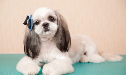 dog hair styling dog hair styling