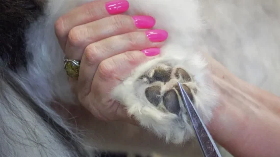 Full Grooming Packages Full Grooming Packages
